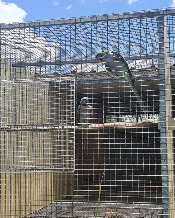 Bonded Pairs - Derbyan Parrots 