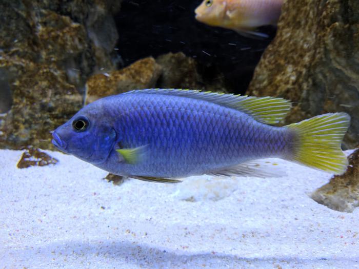 Yellow tail acei available!