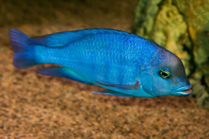 Blue dolphin cichlids available!