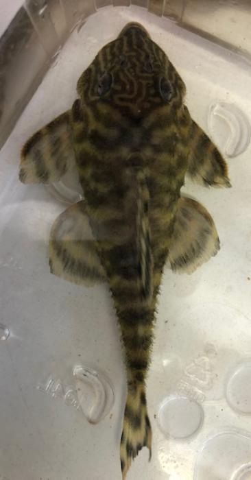Peppermint Baby catfish