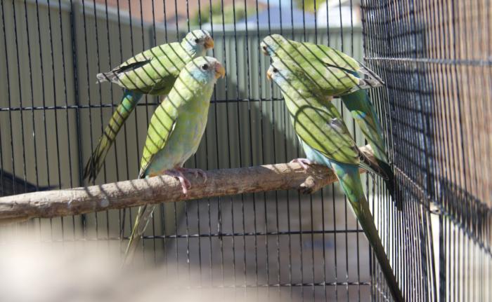 2020 HOODED PARROTS SPLIT PIEDS AND PURE NORMALS