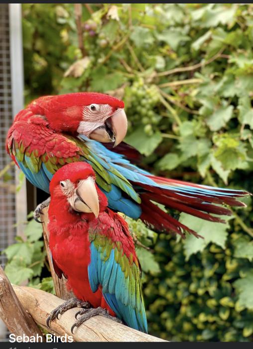 Baby Green Winged Macaws  -