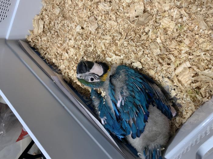 Baby Blue & Gold Macaw’s  - Hand raised - 