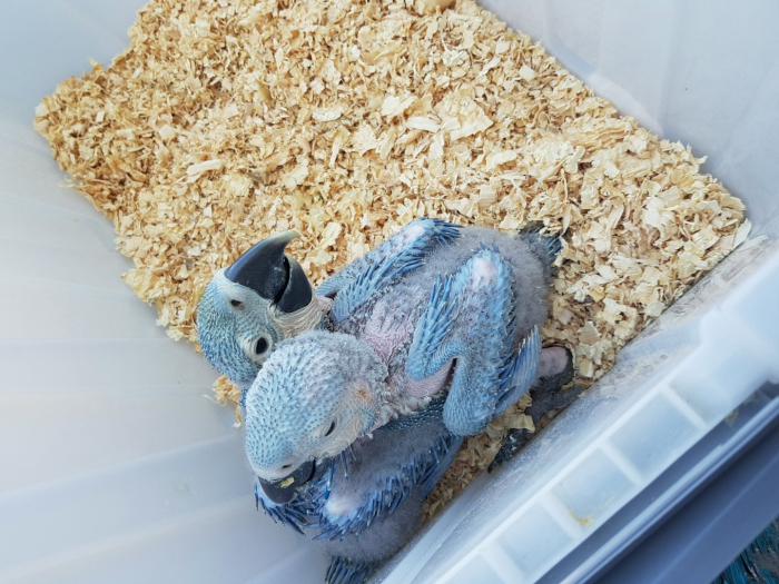EOI blue and gold macaw for hand rearing 