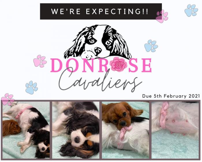Cavalier King Charles Spaniel pups. Expressions of interest.