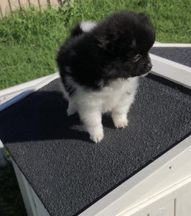 Gorgeous Pomeranian puppies 2 SOLD