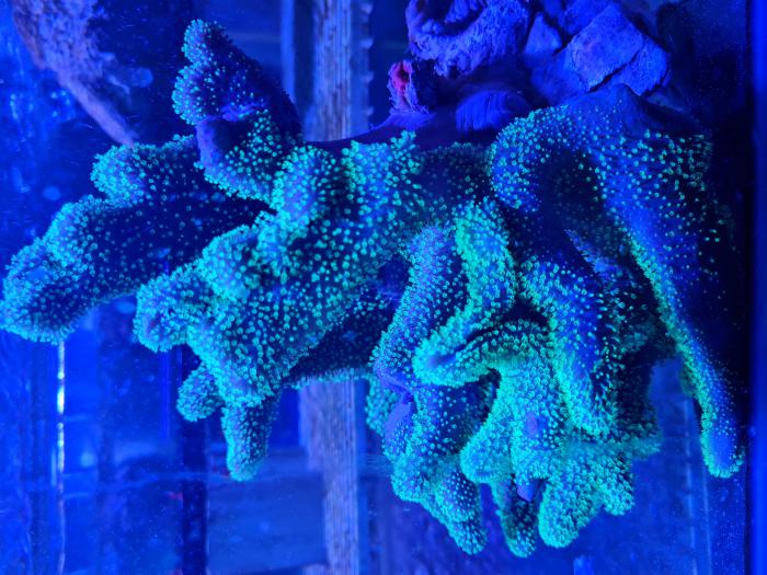 Xl  Green Leather coral !