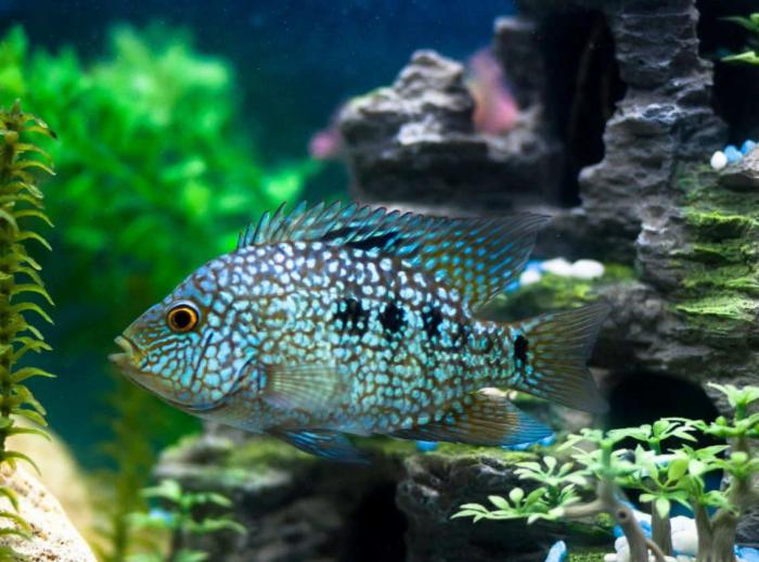 Green Texas cichlid available!
