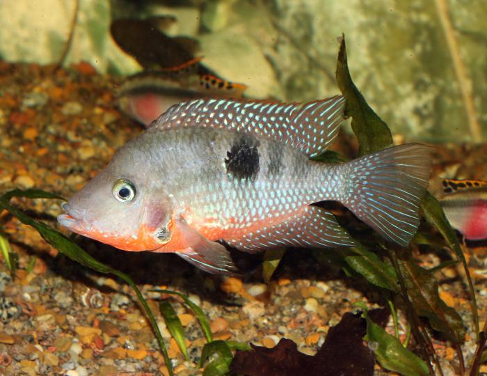 Fire mouth cichlid available!
