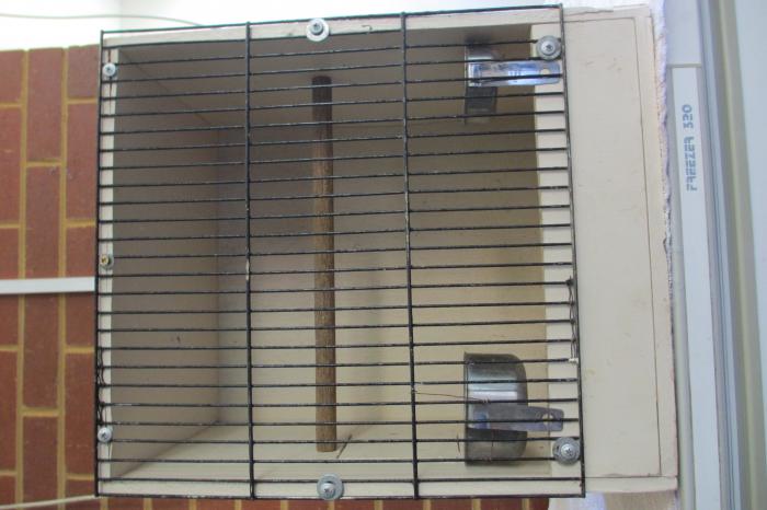 Show cages for bird sales