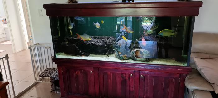 Large fish tank full set-up 