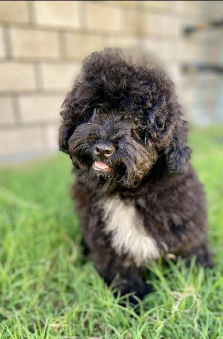 Toy poodle boy puppies
