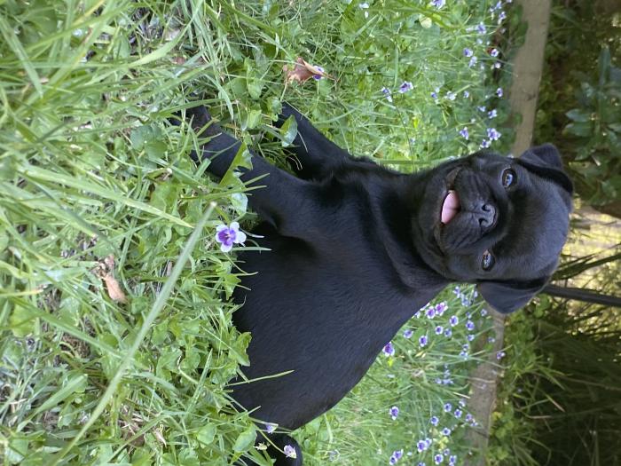 Black Pug Female puppy $2800