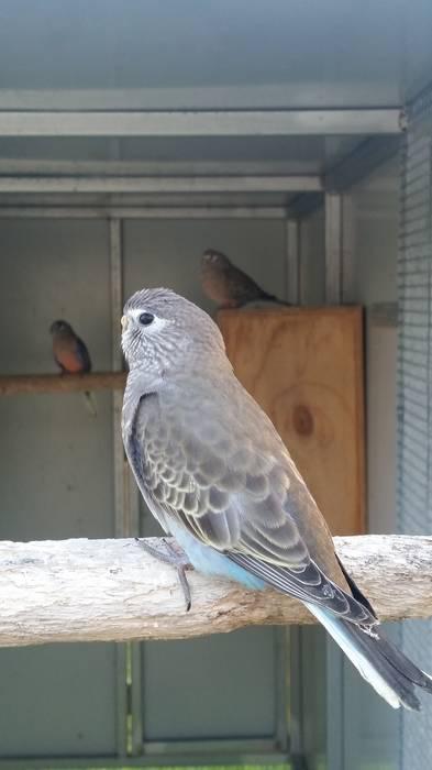 Bourke Parrots - Young Pure Normal Pair