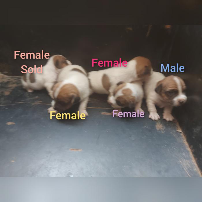 Pure Jack Russell puppies 