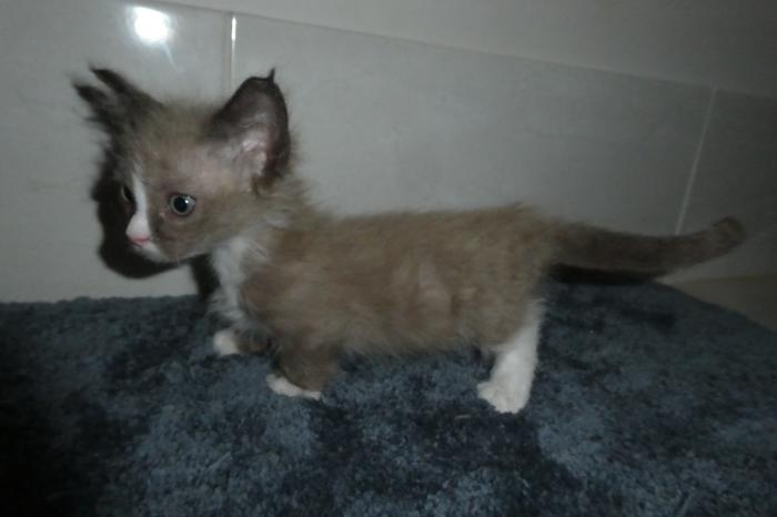 Beautiful Skookum kitten available