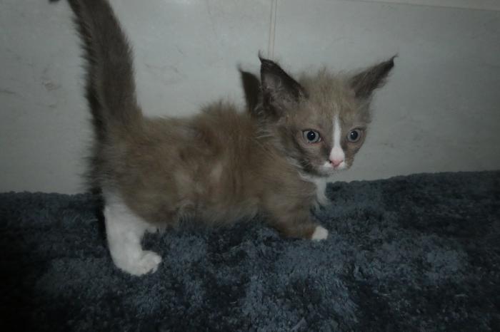 Beautiful Skookum kitten available