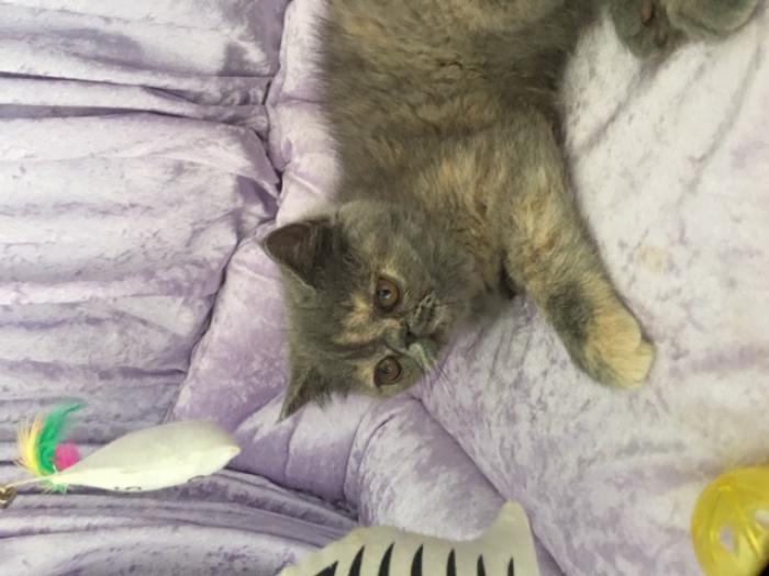 PERSIAN & EXOTIC KITTENS FOR SALE