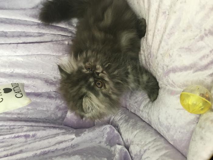 PERSIAN & EXOTIC KITTENS FOR SALE