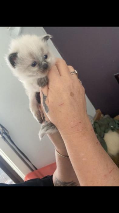 Ragdoll babies males amd females available 