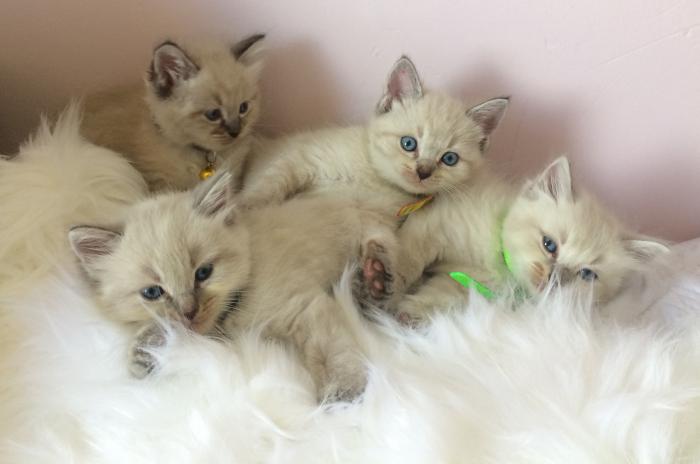 Ragdoll X Bengal X kittens for sale