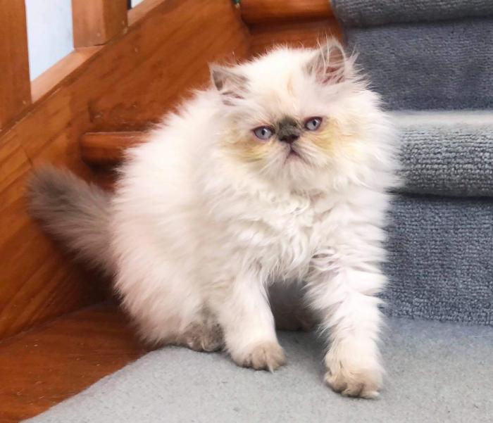 Adorable   Himalayan   Persian kitten