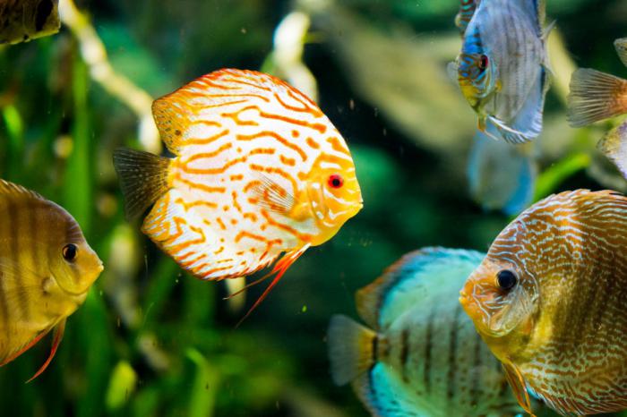 Discus & Loaches - Australia Wide Shipping