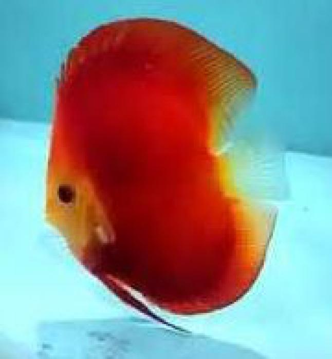 Discus & Loaches - Australia Wide Shipping