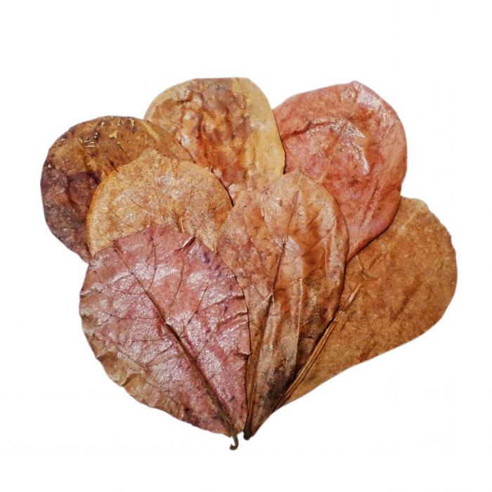 Indian Almond Leaves & Plants - Australia Wide Shipping