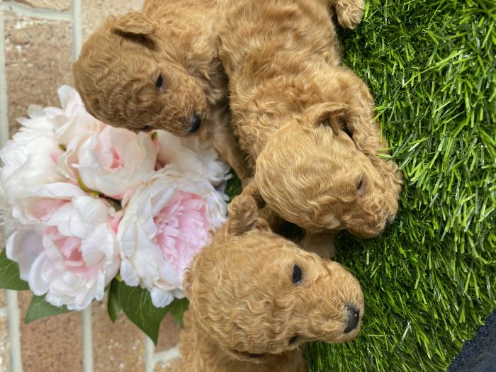 Female Toy poodles