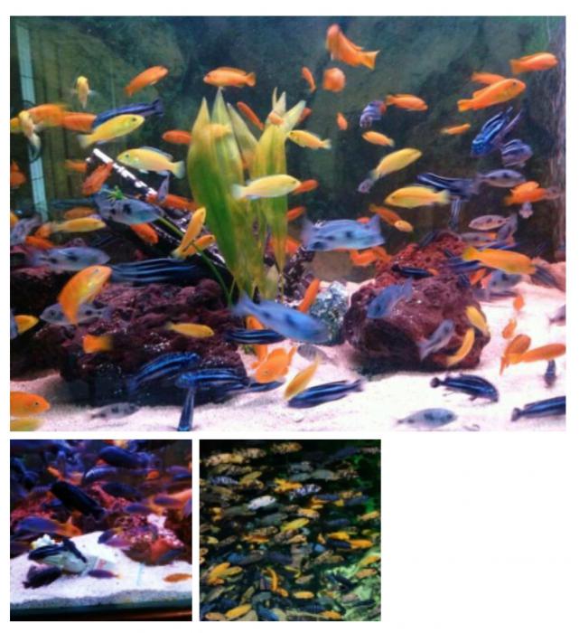 African Cichlids - available size 4cm to  12cm 