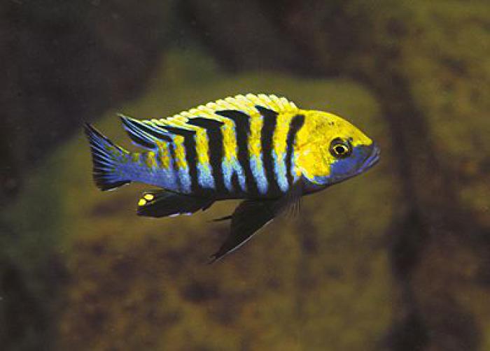 NSW Cichlid Society March 2021 AGM & AUCTION