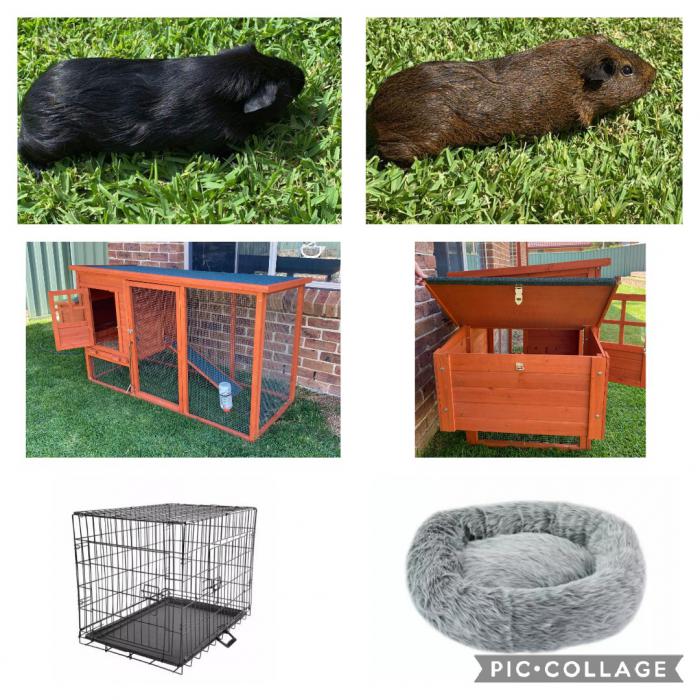 Male Guinea pigs - see description for pricing