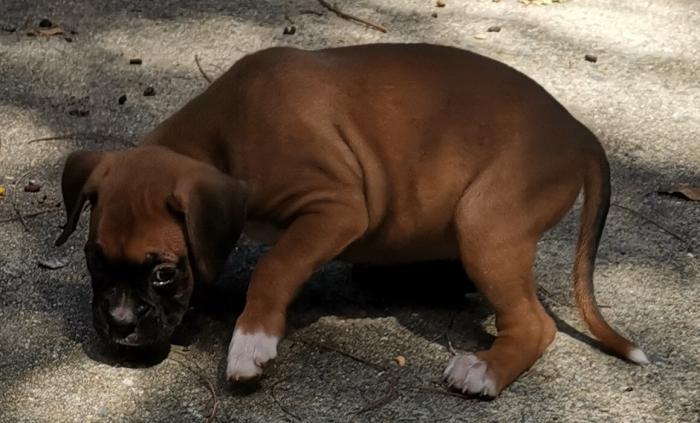Purebred boxer puppies (with papers)