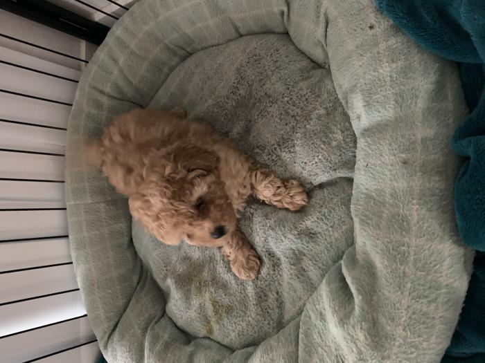 Purebred toy apricot poodle 