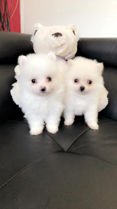 STUNNING Purebred TOY WHITE Pomeranian Puppies DEPOSITS NOW