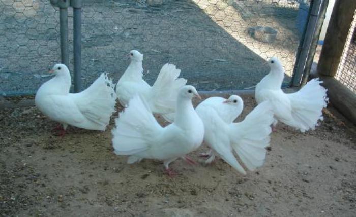 FANTAIL PIGEONS FOR SALE 