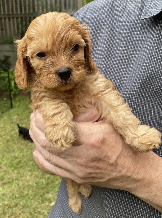 Cavoodle puppies north Brisbane nearly ready 