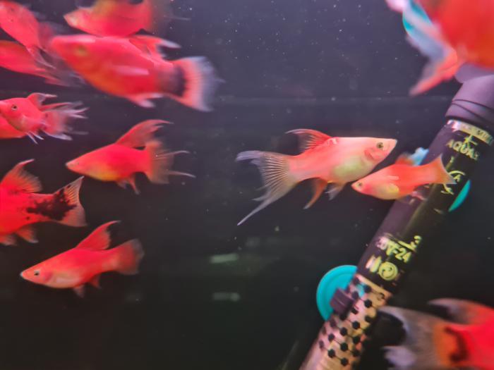 Assorted longfin platys available!