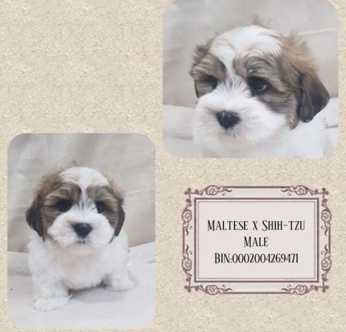 Maltese shihtzu last puppy reduced $2850