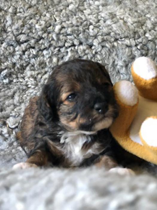 gorgeous cavoodle babies  male and female $3600