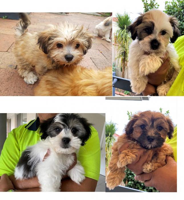 Maltese Shih Tzu Puppies $4500