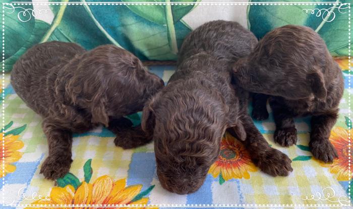 Chocolate Toy Poodle Boys