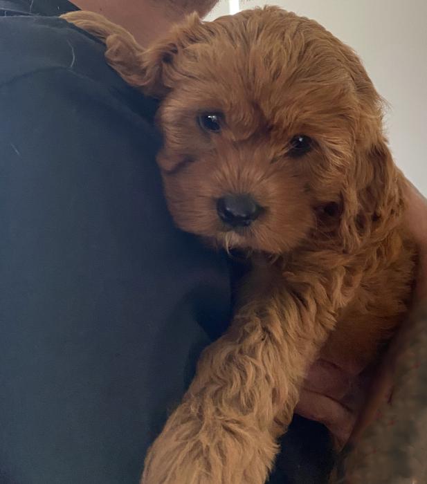 Mahogany Red Cavoodle F1 Girl 