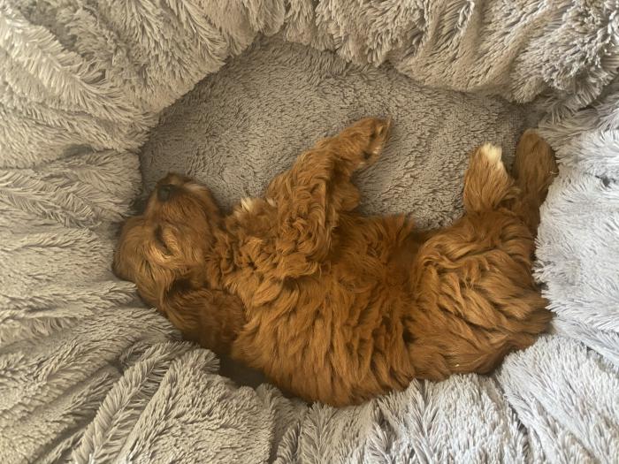 Mahogany Red Cavoodle F1 Girl 