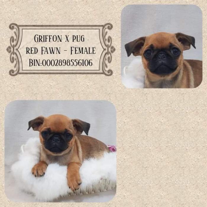 Pug x Griffon  $3350 reduced  m&f tiny puppies 
