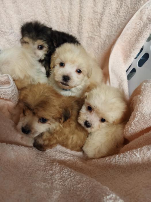 Moodle puppies $2500