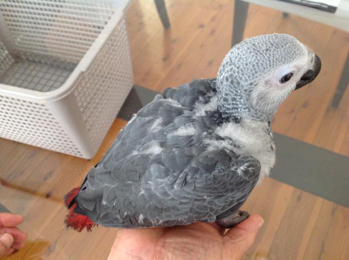 ((((((. Hand reared African grey babies m & f  very tame 