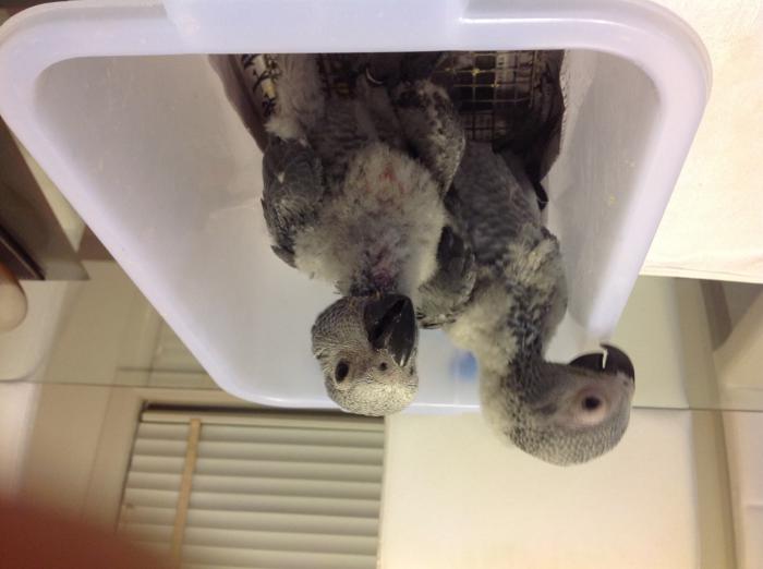 ((((((. Hand reared African grey babies m & f  very tame 