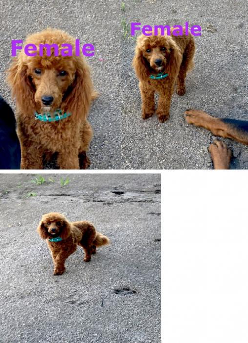 Adult female toy poodle and older Female Pup 